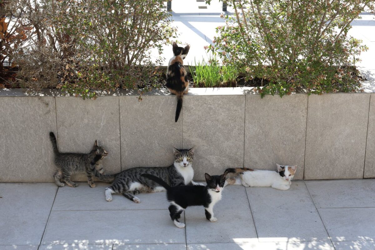 A charming scene of kittens playing and relaxing in a sunny outdoor garden setting.
