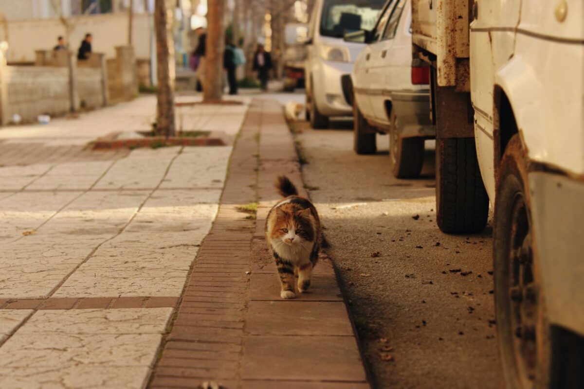 A fluffy cat strolling along a city sidewalk lined with parked cars during a sunny autumn day.