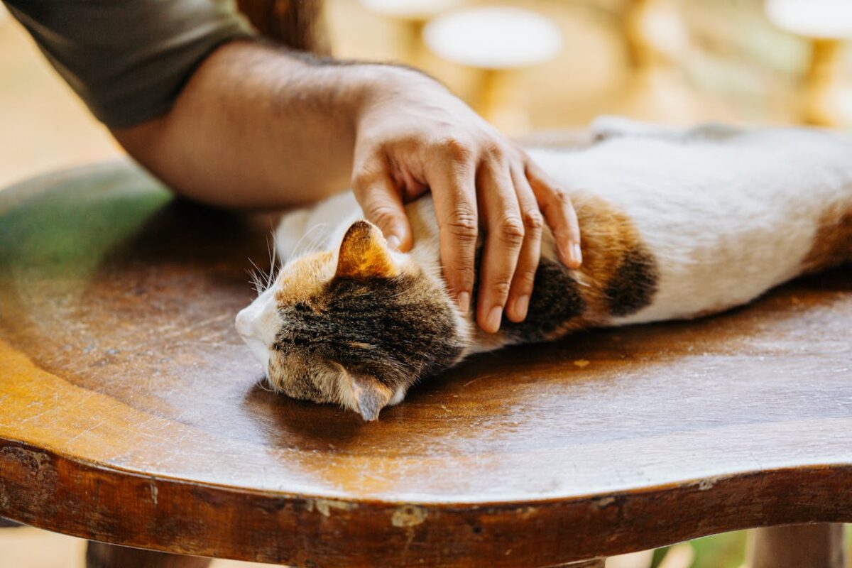 A calico cat enjoys a gentle pet from a person on a wooden table.