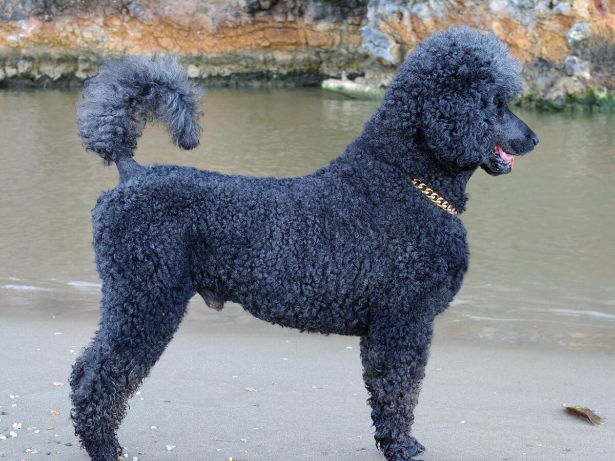 services-img-01 A graceful black poodle stands alertly by the shore, showcasing curly fur and a gold chain collar.
