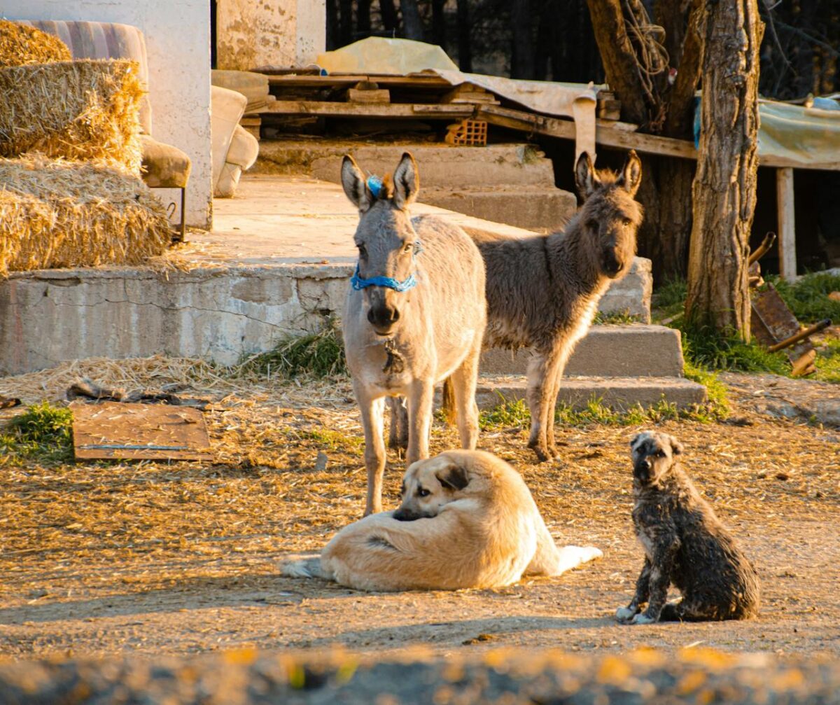 services-img-04 Peaceful scene of donkeys and dogs basking in the warm sunlight on a rural farm.