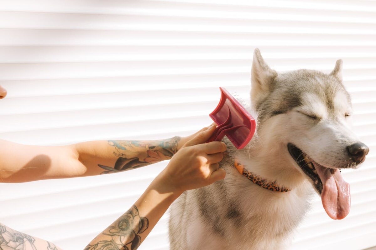 services-img-03 A tattooed hand grooming a happy Siberian Husky dog with a pink brush.